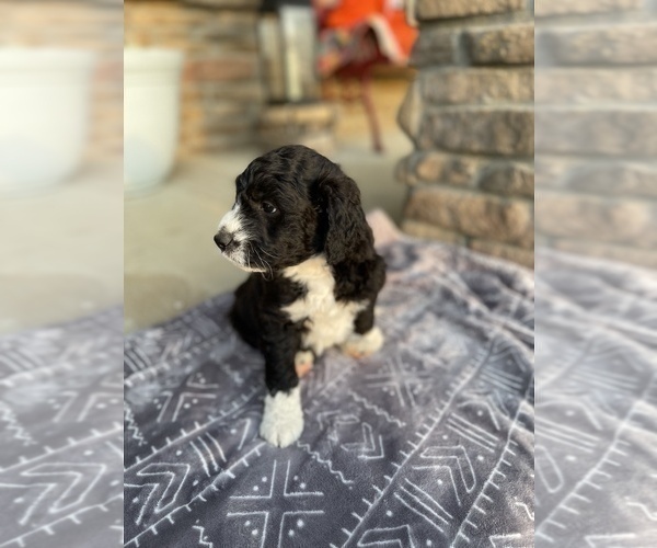 Medium Photo #3 Aussiedoodle Puppy For Sale in CRAWFORDSVILLE, IN, USA