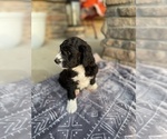 Small Photo #3 Aussiedoodle Puppy For Sale in CRAWFORDSVILLE, IN, USA