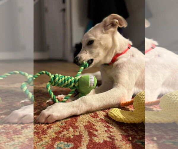 Medium Photo #3 Anatolian Shepherd-Unknown Mix Puppy For Sale in Westwood, NJ, USA