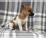Small Photo #9 Jack Russell Terrier Puppy For Sale in LAKELAND, FL, USA