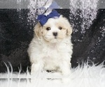 Small #3 Maltipoo