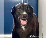 Small #10 Labrador Retriever Mix