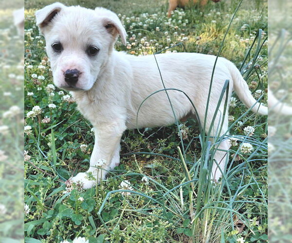 Medium Photo #6 Borador Puppy For Sale in Rutherfordton, NC, USA