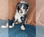 Small Photo #3 Aussiedoodle Puppy For Sale in INDIANAPOLIS, IN, USA