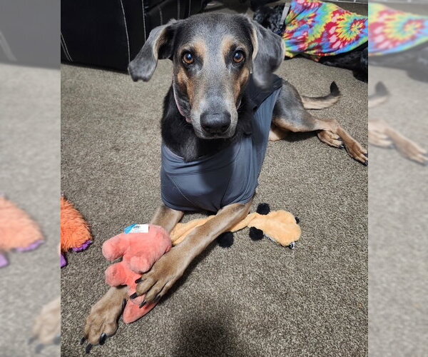 Medium Photo #1 Doberman Pinscher-German Shepherd Dog Mix Puppy For Sale in MIDWAY, UT, USA