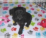 Small #3 YorkiePoo