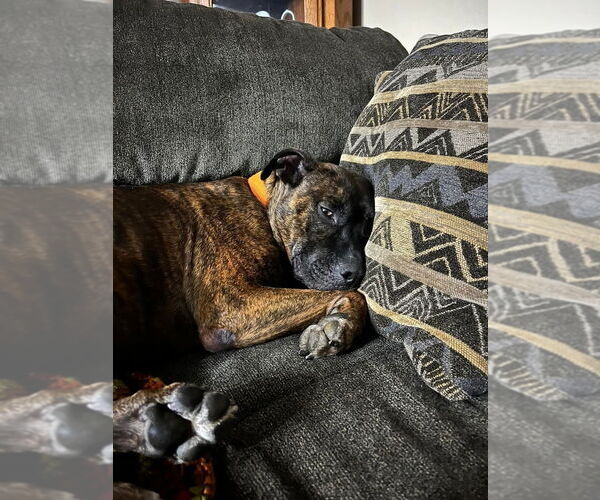 Medium Photo #13 American Pit Bull Terrier Puppy For Sale in Evansville, IN, USA