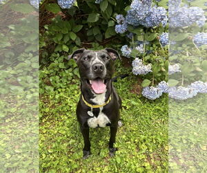 American Pit Bull Terrier-Labrador Retriever Mix Dogs for adoption in Rockaway, NJ, USA