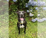 Small American Pit Bull Terrier-Labrador Retriever Mix