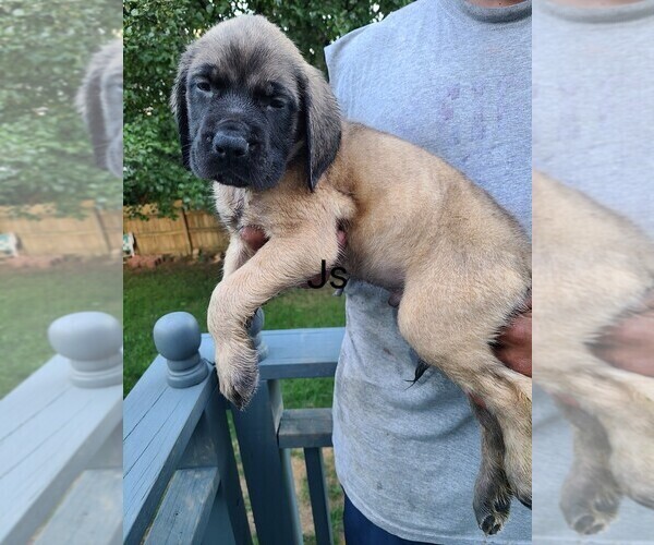 Medium Photo #1 Mastiff Puppy For Sale in COLUMBUS, OH, USA