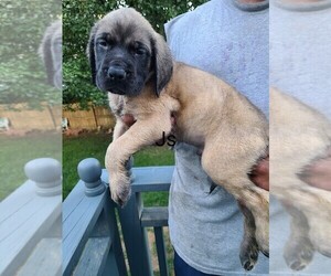 Mastiff Puppy for sale in COLUMBUS, OH, USA