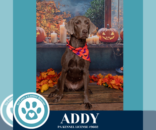 Medium Photo #9 Labmaraner Puppy For Sale in Kimberton, PA, USA