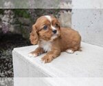 Puppy 6 Cavalier King Charles Spaniel