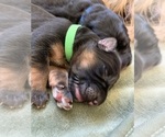 Small #33 German Shepherd Dog