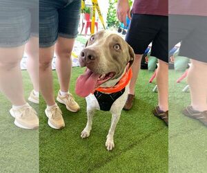 Labrador Retriever-Unknown Mix Dogs for adoption in Holly Springs, NC, USA