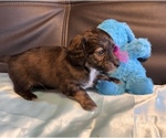 Small Photo #3 Dachshund Puppy For Sale in HUDSON, CO, USA