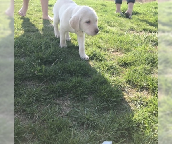 Medium Photo #1 Labrador Retriever Puppy For Sale in DUNNEGAN, MO, USA