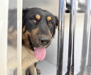 Bernese Mountain Dog Dogs for adoption in Houston, TX, USA