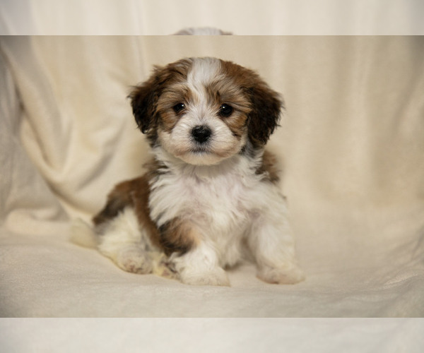Medium Photo #2 Poovanese Puppy For Sale in GORDONVILLE, PA, USA