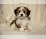 Small Photo #2 Poovanese Puppy For Sale in GORDONVILLE, PA, USA