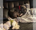 Small #23 American Pit Bull Terrier Mix