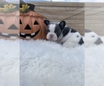 Puppy 2 French Bulldog