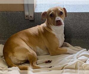 Beagle-Parson Russell Terrier Mix Dogs for adoption in Orange, CA, USA