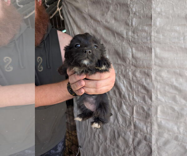 Medium Photo #4 Chihuahua-Unknown Mix Puppy For Sale in Grafton, WI, USA