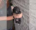 Small #3 Chihuahua Mix