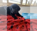 Puppy 1 Golden Labrador