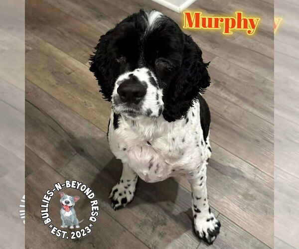 Medium Photo #1 Cocker Spaniel Puppy For Sale in Omaha, NE, USA