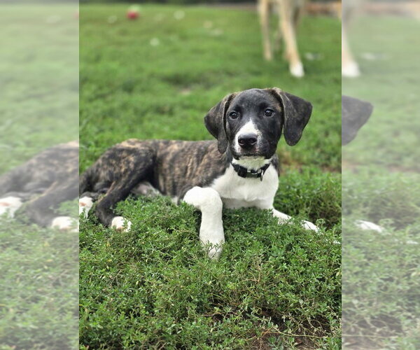 Medium Photo #1 Boxer-Unknown Mix Puppy For Sale in Aurora, IN, USA