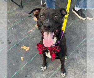 American Pit Bull Terrier-Labrador Retriever Mix Dogs for adoption in Woodbury, NY, USA
