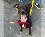 Small American Pit Bull Terrier-Labrador Retriever Mix