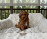 Puppy Arthur Goldendoodle (Miniature)
