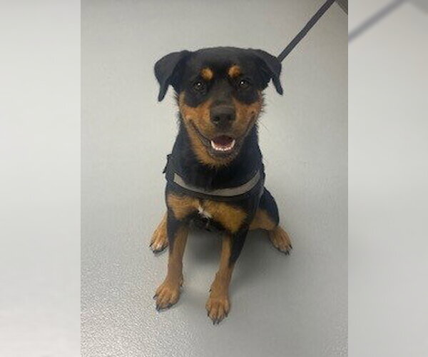 Medium Photo #1 Rottweiler-Unknown Mix Puppy For Sale in St. Cloud, FL, USA