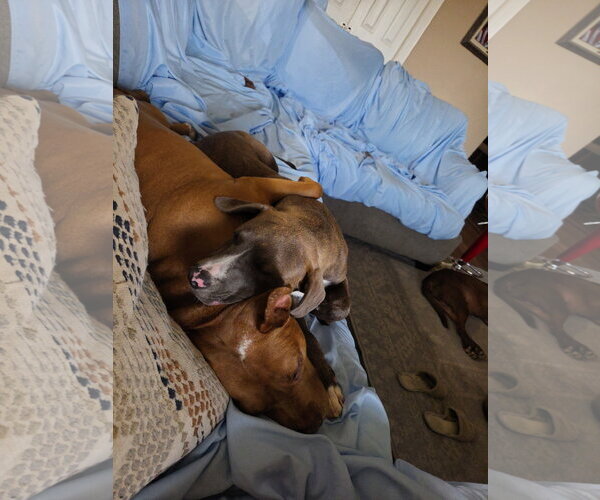Medium Photo #10 American Pit Bull Terrier-Labrador Retriever Mix Puppy For Sale in Oakhurst, NJ, USA