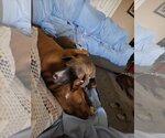 Small #9 American Pit Bull Terrier-Labrador Retriever Mix