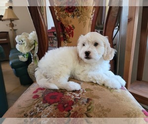 Lhasa Apso Puppy for Sale in PHOENIX, Arizona USA