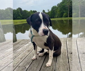 Medium Labrador Retriever Mix
