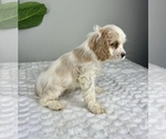 Small Photo #2 Cocker Spaniel Puppy For Sale in FRANKLIN, IN, USA