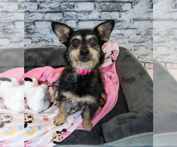Medium Photo #3 Dachshund-Unknown Mix Puppy For Sale in Kennesaw, GA, USA