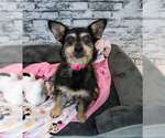 Small #2 Dachshund Mix