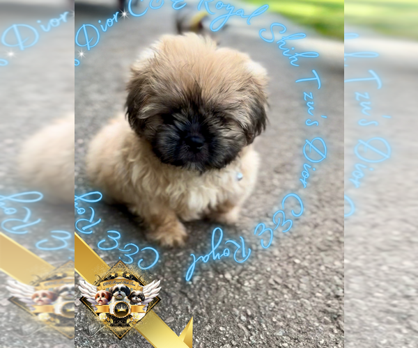 Medium Photo #4 Shih Tzu Puppy For Sale in ATHENS, GA, USA