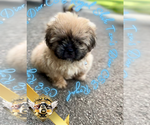 Small #3 Shih Tzu