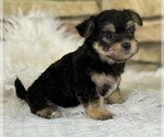 Small #5 Morkie
