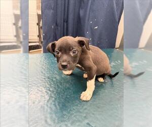 Medium Labrador Retriever Mix