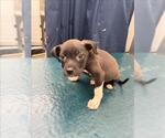 Small Labrador Retriever Mix