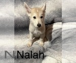 Puppy 7 German Shepherd Dog-Siberian Husky Mix