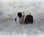 Small Photo #20 Shiranian Puppy For Sale in HAYWARD, CA, USA